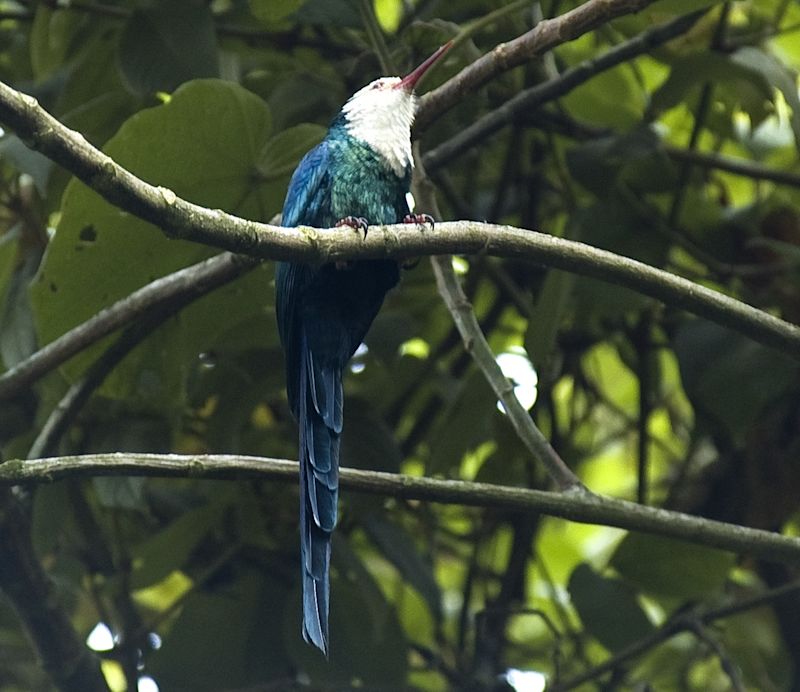 White-headed Wood Hoopoe Phoeniculus bollei perched in a tree in Bwindi