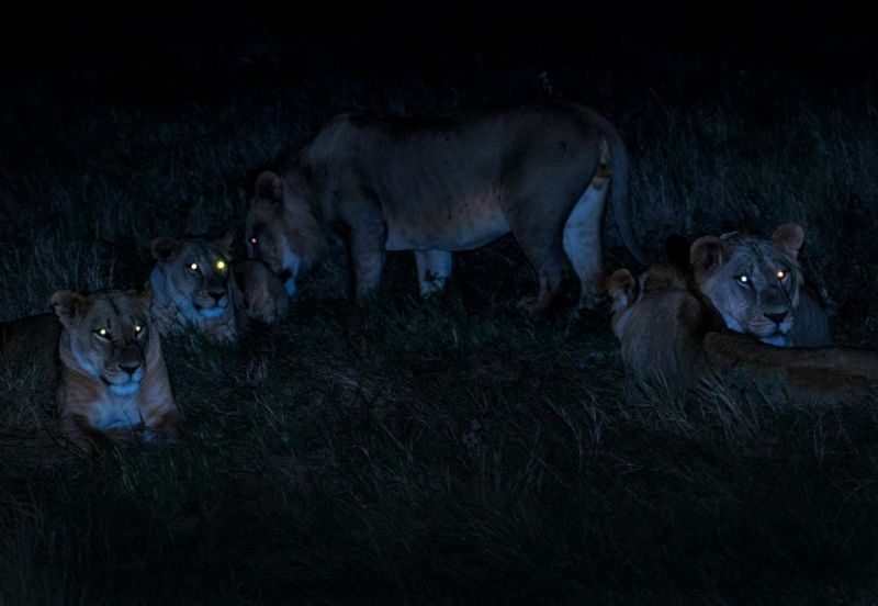 Lions with illuminated eyes at night