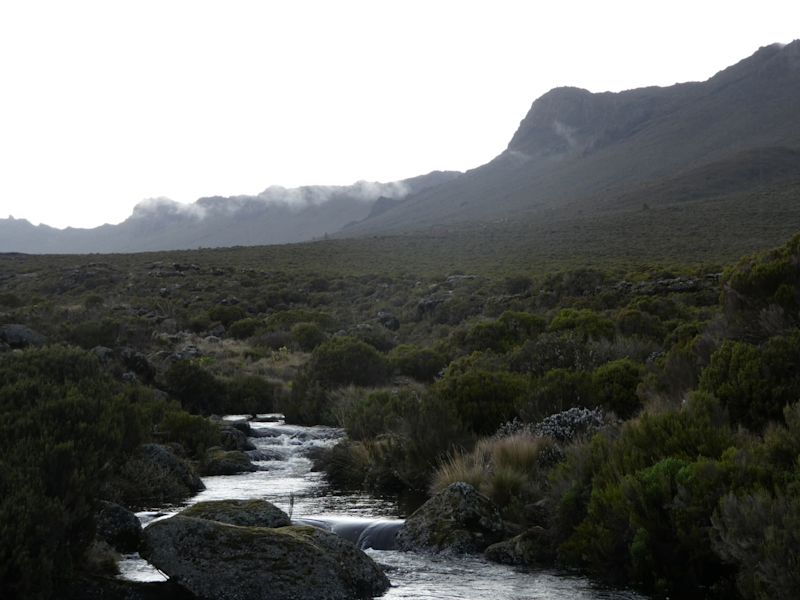 Moody Kilimanjaro moorland zone overcast