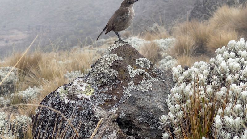 Ours. S. Moorland chat or Pinarochroa sordida on rock on Kilimanjaro 4,000 m altitude