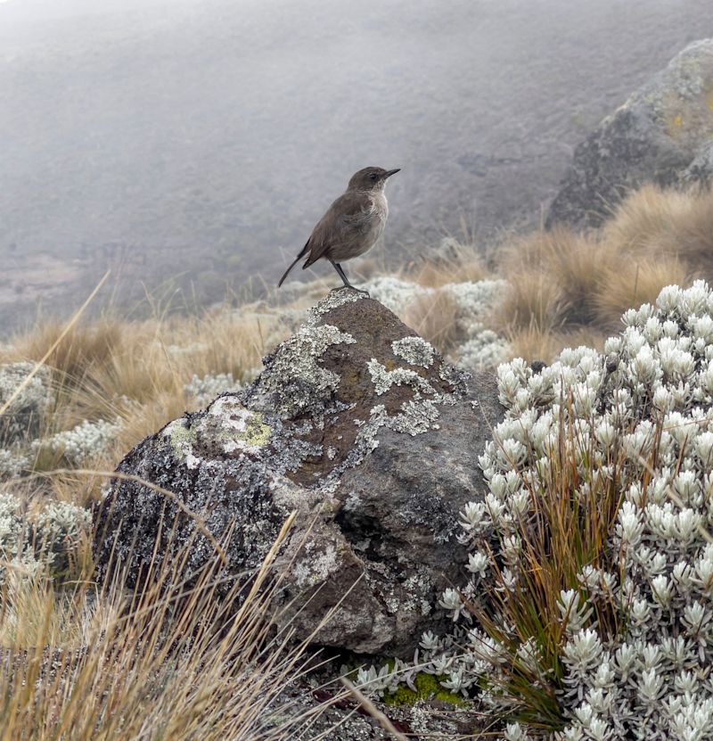 Ours. S. Moorland chat or Pinarochroa sordida on rock on Kilimanjaro 4,000 m altitude 