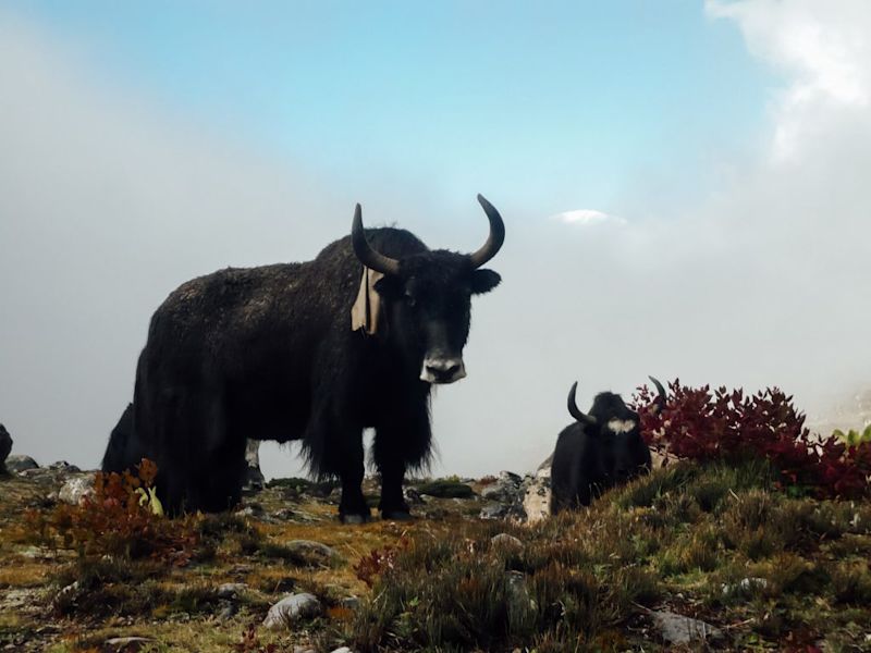 Yak on a hill at Everest Base Camp trek