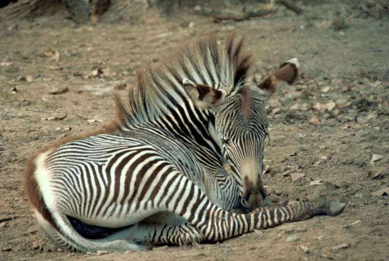 Grevy Zebra foal seated on ground