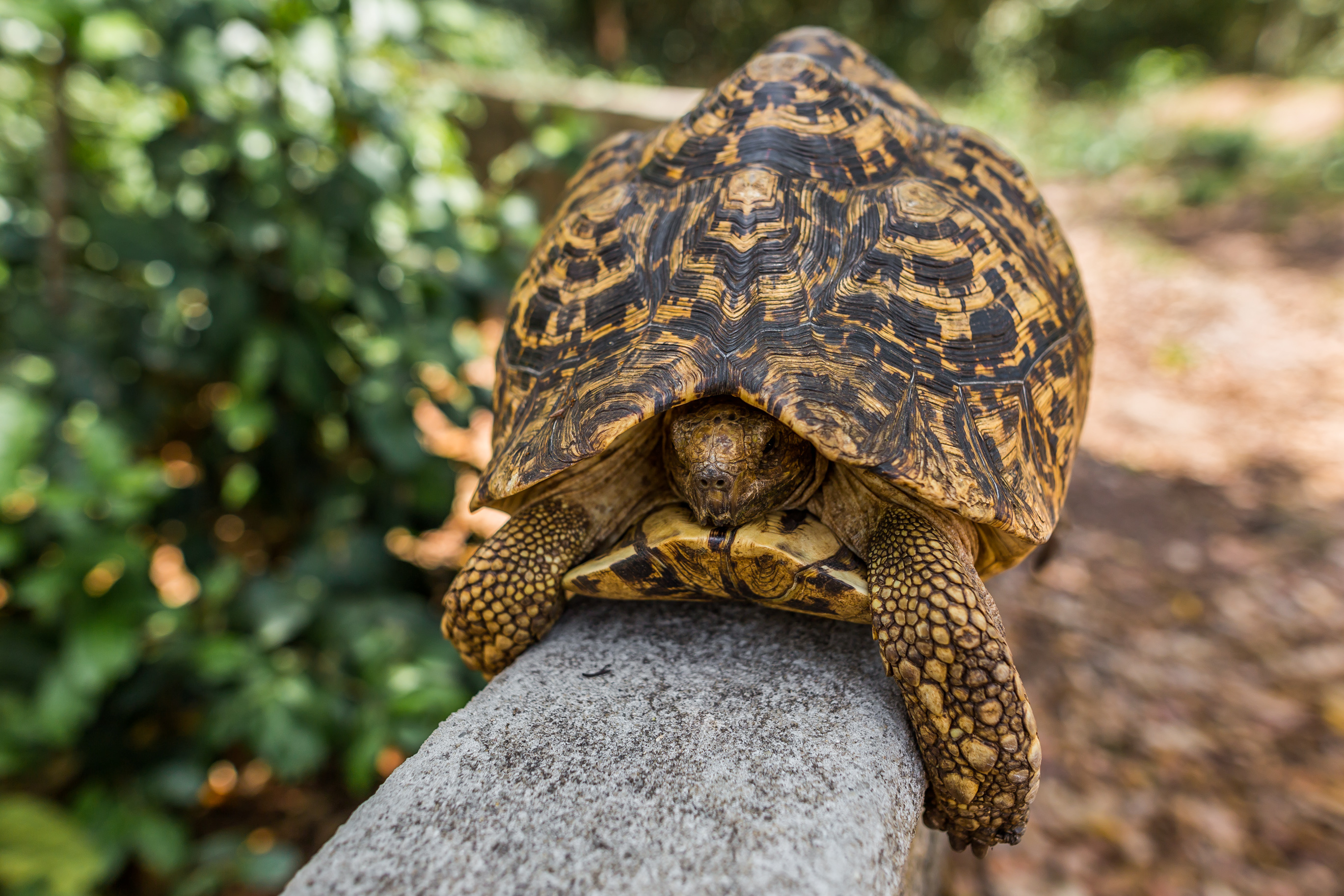 A leopard tortoise on a log at Zala Park, Jozani Forest, Unguja island, Zanzibar