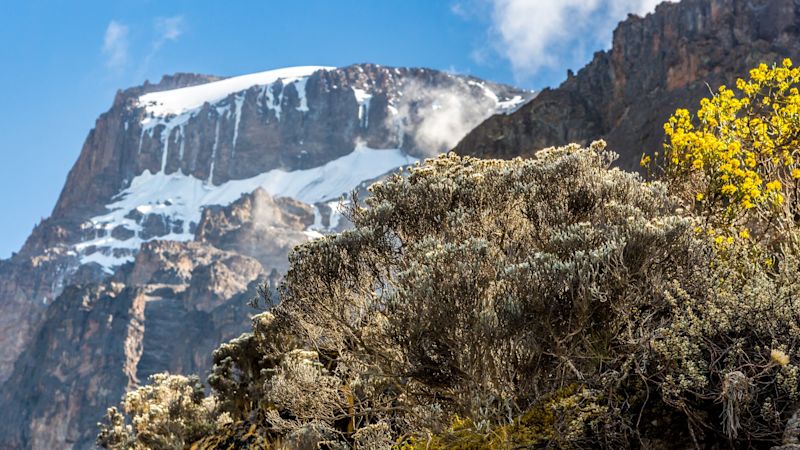 View of Uhuru Peak with moorland vegetation in the foreground