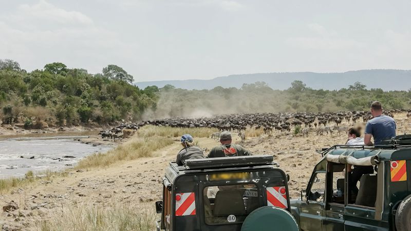 Tourists in 4wd vehicles watch wildebeest massing at the mara river, Kenya
