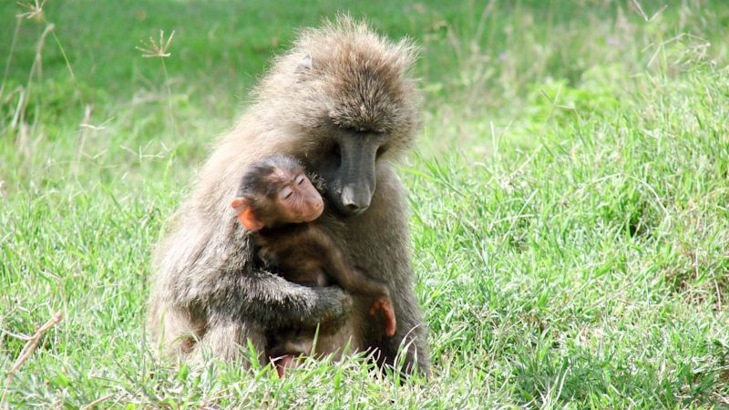 Mother and infant baboons, Lake Manyara National Park, best time for safari in Tanzania