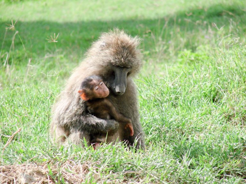Mother and infant baboons, Lake Manyara National Park, best time for safari in Tanzania