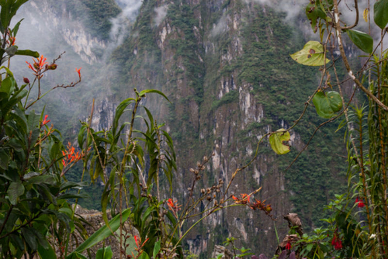Flowers and mist: Fuchsia boliviana is a species native to southern Peru