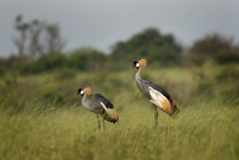 Grey crowned crane in the Murchison Falls national park. Balearica regulorum during wedding dance. Safari in Uganda.