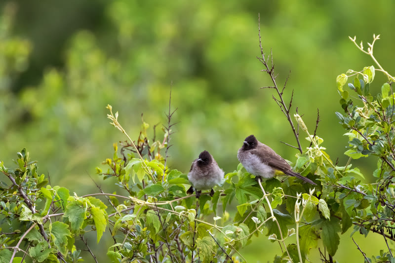 Dark-capped bulbuls, birds, perching on branch at Ngorongoro Crater in Tanzania