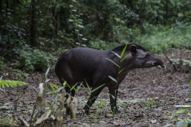 South American tapir seen from the side behind vegetation in Peruvian Amazon rainforest 