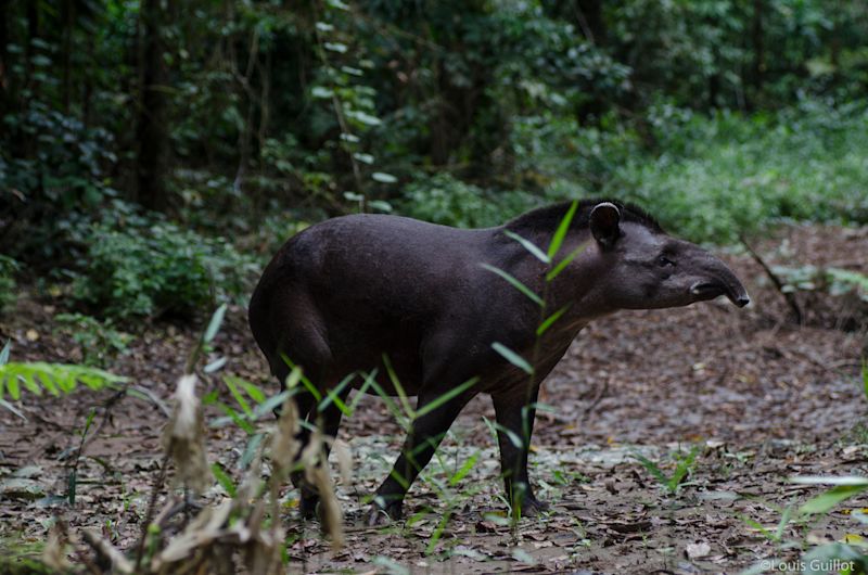 South American tapir seen from the side behind vegetation in Peruvian Amazon rainforest