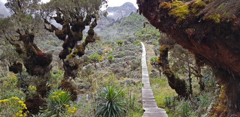 Footbridge in moorlands of Rwenzori Mountains National Park, Uganda