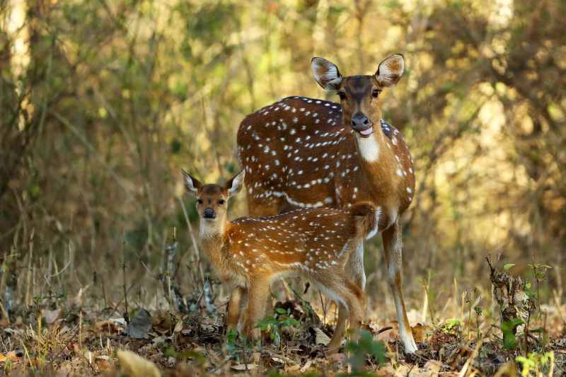 Chitals or cheetals or axis deers or spotted deers, mother and foal among bush