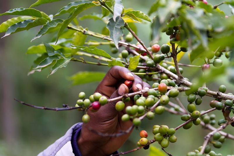 Coffee_beans_Kilimanjaro_farm2-1-1024x682.jpg