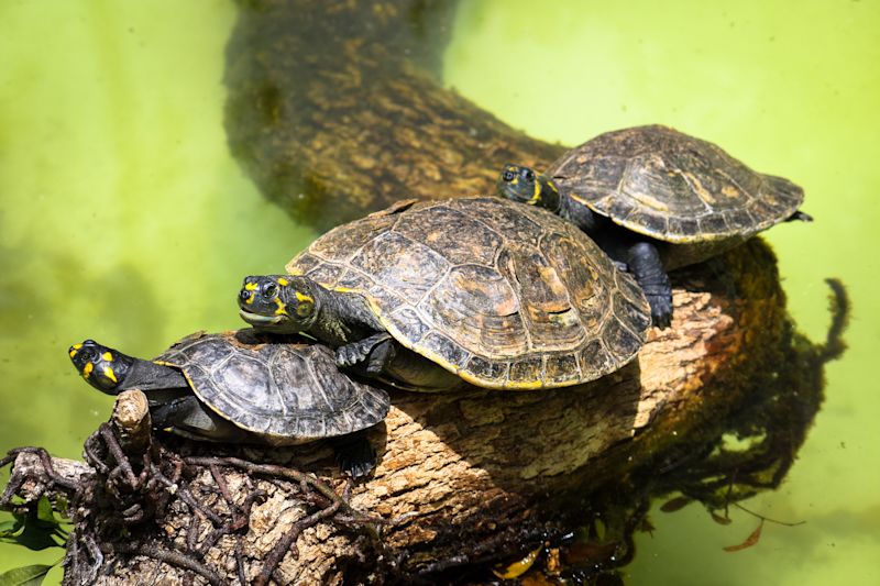 Yellow-spotted Amazon river turtle Podocnemis unifilis Tambopata rainforest