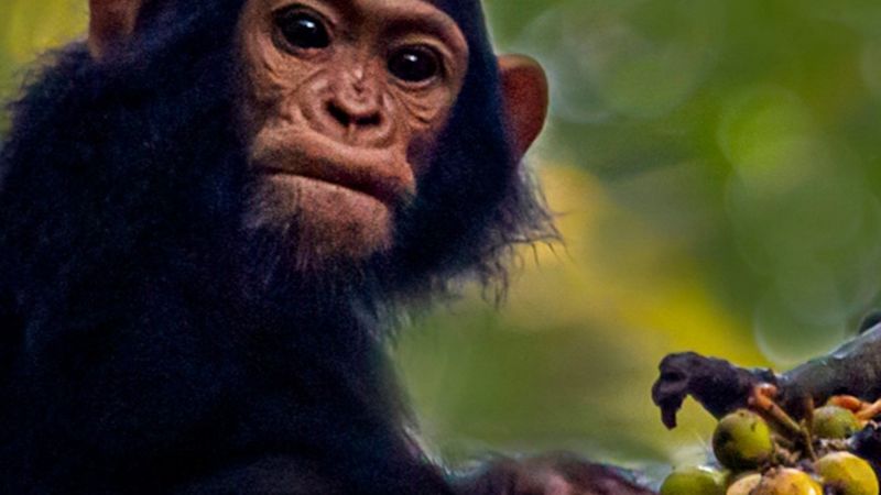 Ours. Infant chimpanzee Kibale Forest Uganda