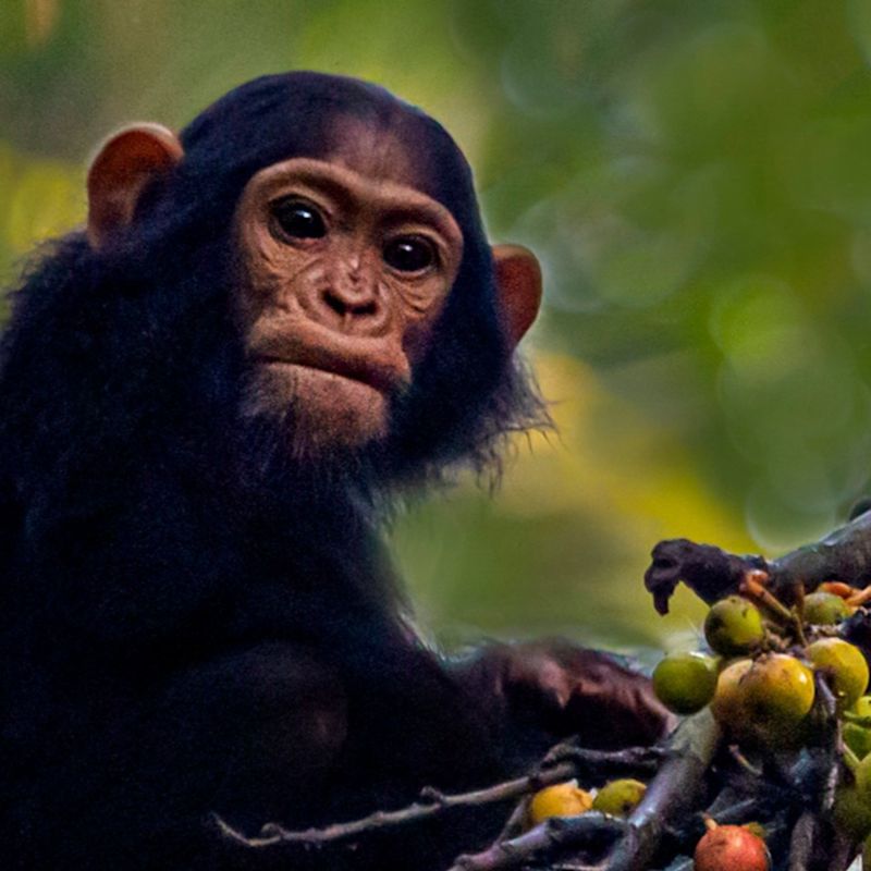 Ours. Infant chimpanzee Kibale Forest Uganda