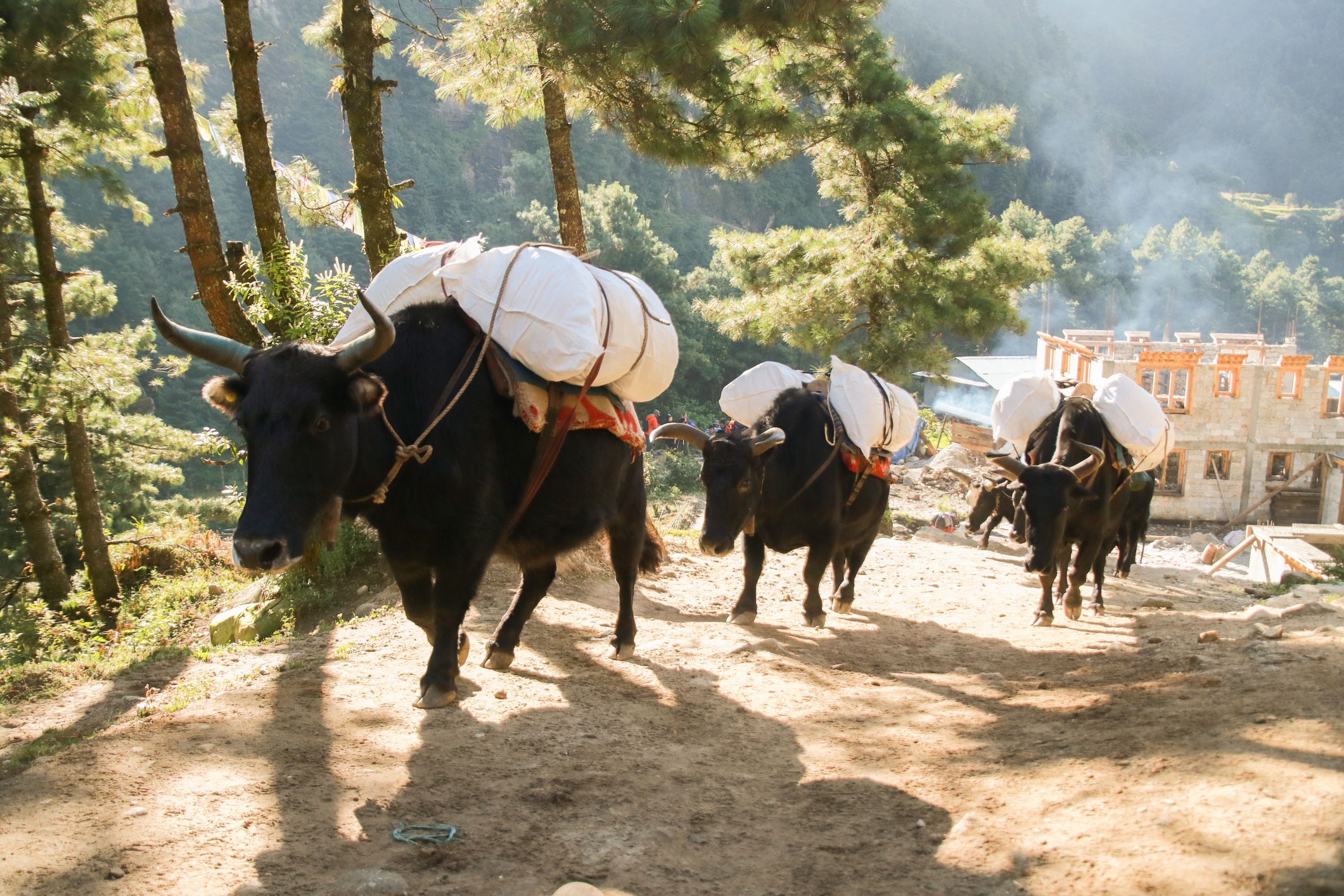 Yaks on trail between Lukla and Phakding on EBC trek, Nepal