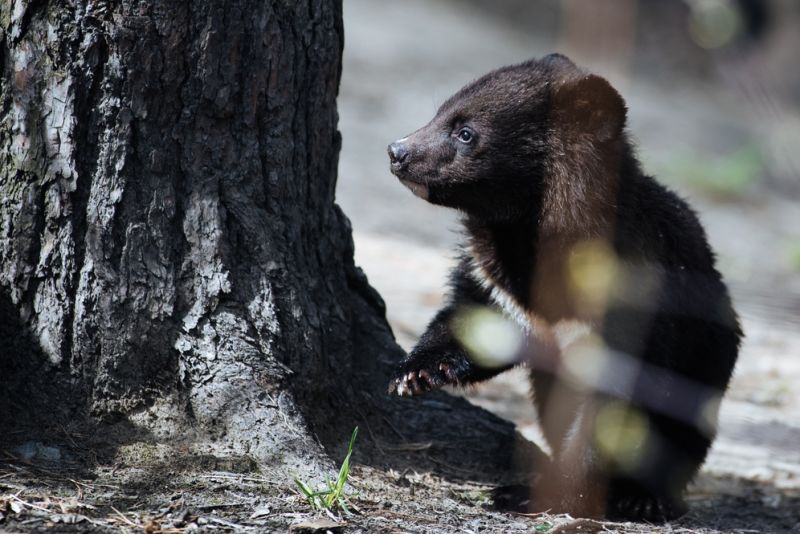 Himalayan black bear cub by a tree