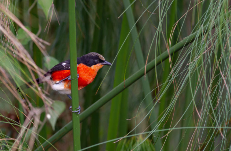 Papyrus Gonolek - Red bird perched on a branch, Rwanda