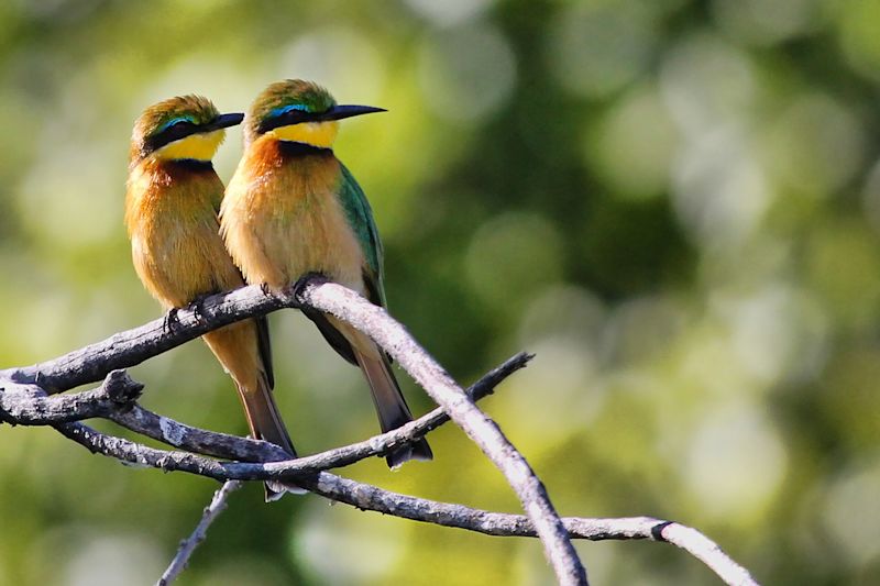 bee-eaters