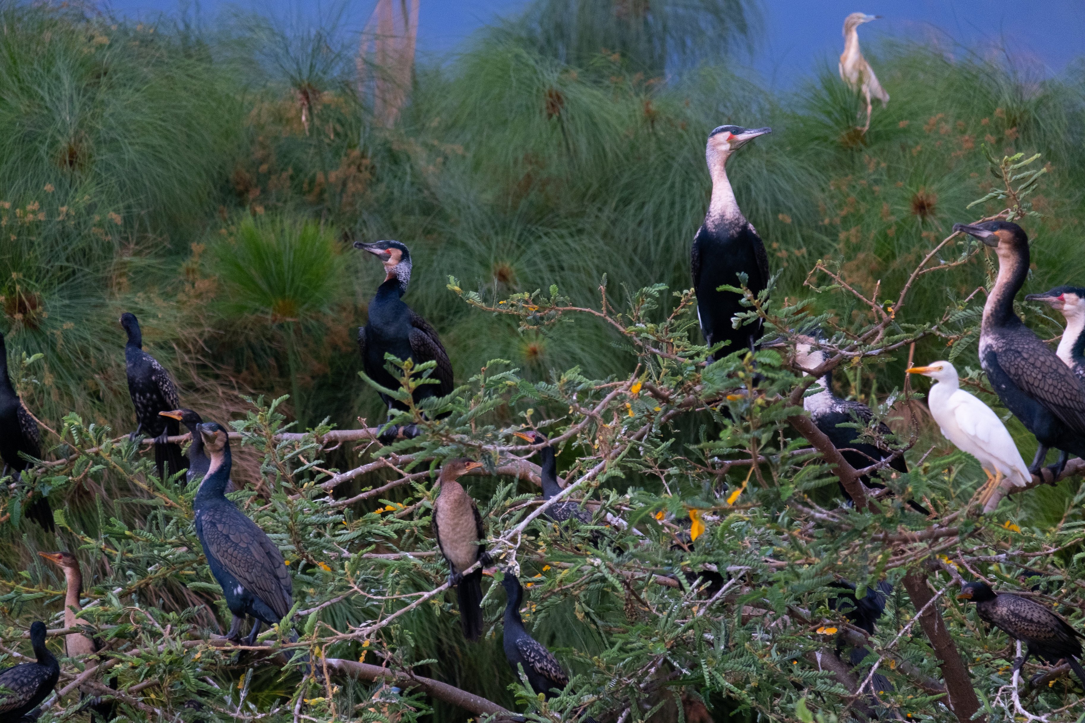 Various birds by water in Akagera National Park, Rwanda