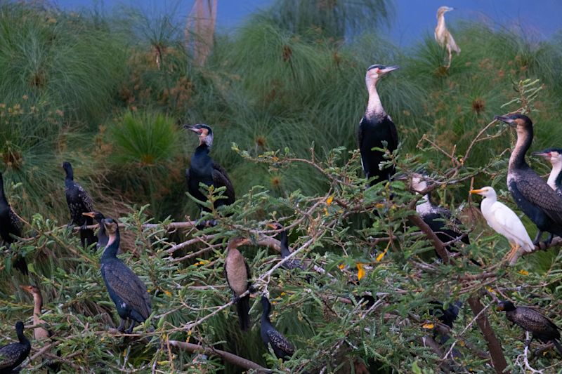 Birdwatching in Akagera National Park Waterbirds in Akagera National Park Rwanda wetlands
