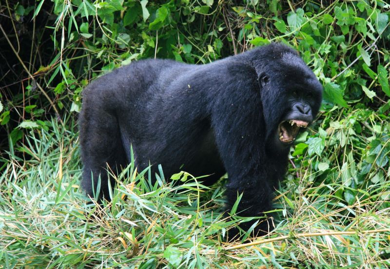 Close-up portrait of endangered adult Silverback Mountain Gorilla Gorilla beringei beringei standing tall showing teeth Volcanoes