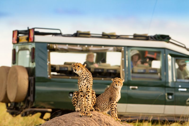 a coalition of cheetahs, what is the Serengeti famous for?