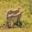a coalition of cheetahs, what is the Serengeti famous for?