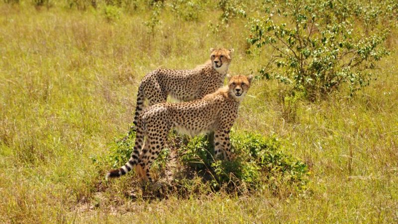 a coalition of cheetahs, what is the Serengeti famous for?