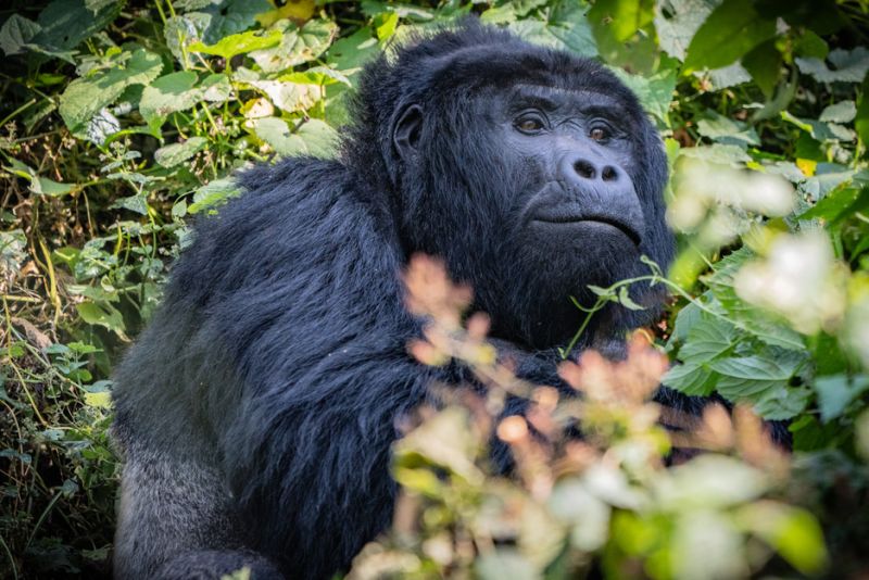 Larry Kerr. Silverback Gorilla, Uganda (1) (1)