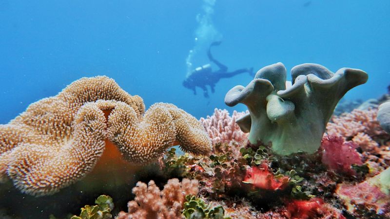 Scuba diver in Zanzibar, Tanzania 