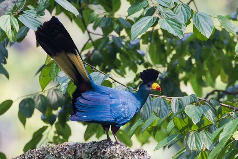 Great blue turaco in Bwindi Forest, Uganda