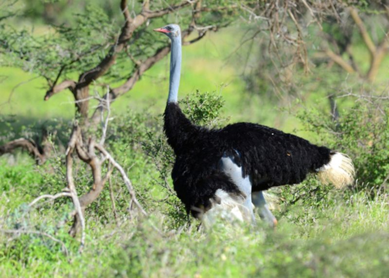Ours. Blue-necked or Somali Ostrich (Struthio molybdophanes) in Samburu Buffalo-Springs NP, Kenia 