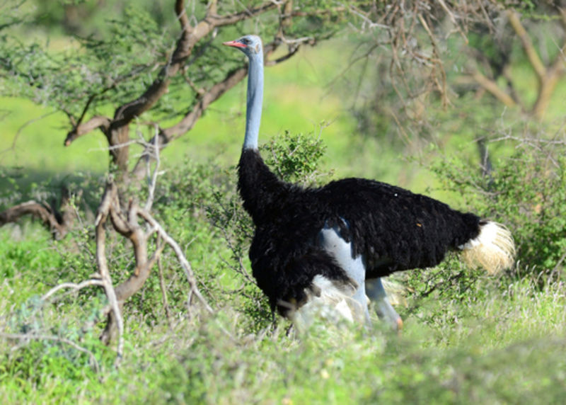 Ours. Blue-necked or Somali Ostrich (Struthio molybdophanes) in Samburu Buffalo-Springs NP, Kenia