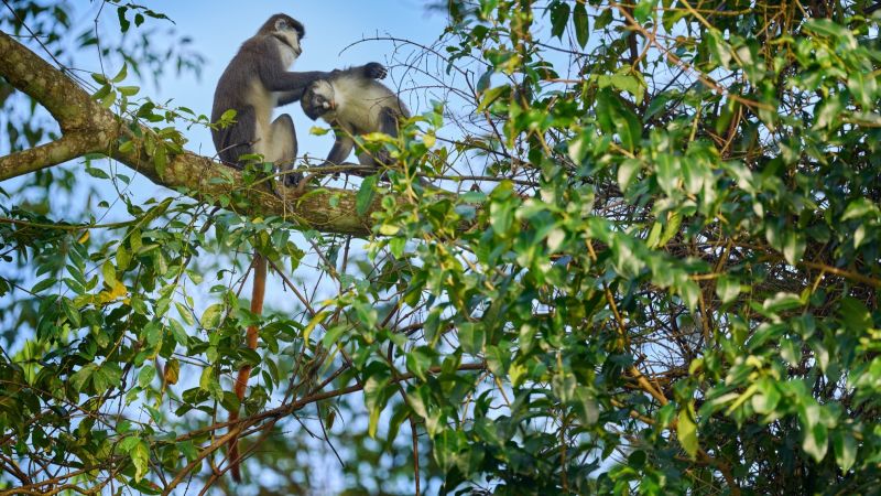 Ours. Red-tailed monkeys Kibale Forest Uganda 