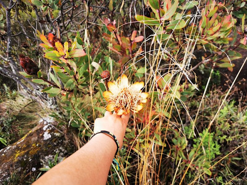 A beautiful Kilimanjaro protea