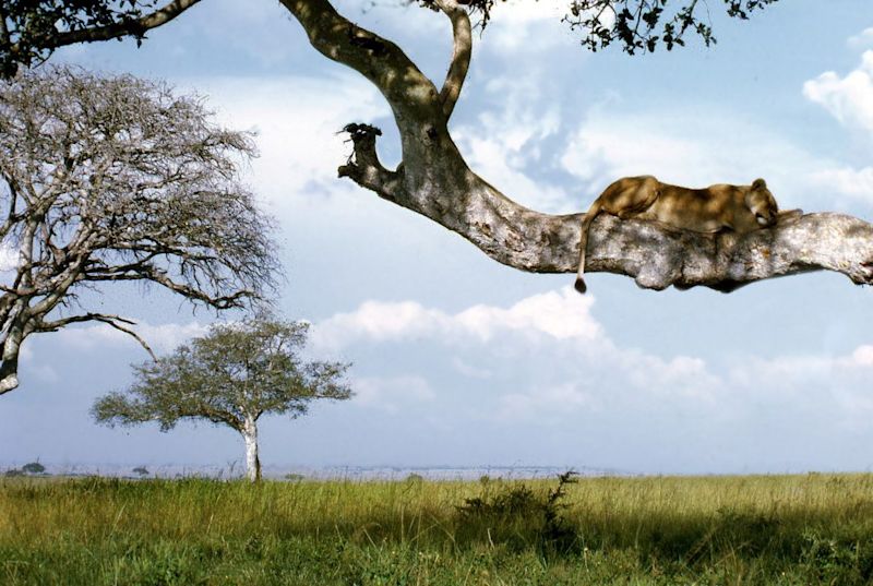 Lioness sleeping on a tree branch