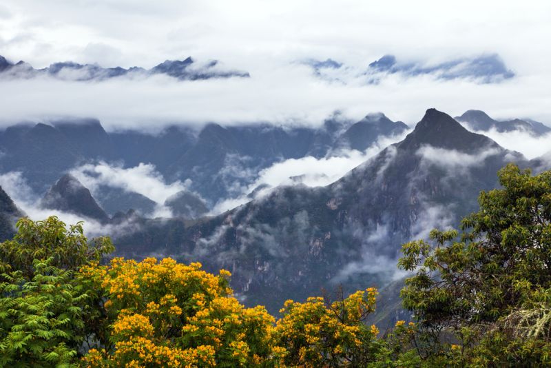 Start of Salkantay Trek with clouds and mist and yellow flowering trees in foreground