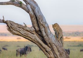 Cheetah climbing a dead tree with wildebeests in background