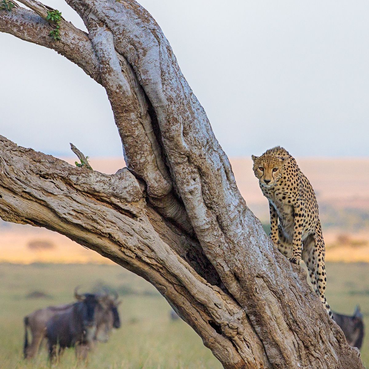 Cheetah climbing a dead tree with wildebeests in background