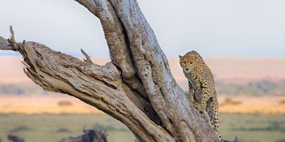 Cheetah climbing a dead tree with wildebeests in background
