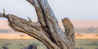 Cheetah climbing a dead tree with wildebeests in background