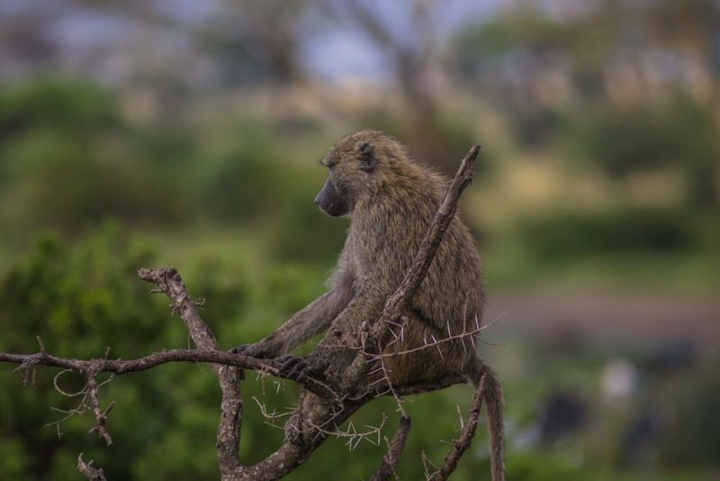 Baboon in Serengeti National Park