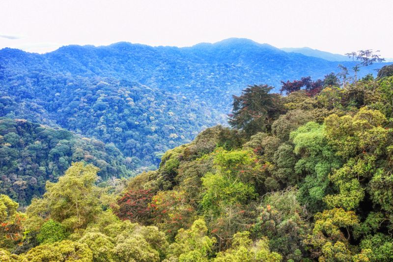 View from canopy walkway of rainforest of Nyungwe National Park, Rwanda
