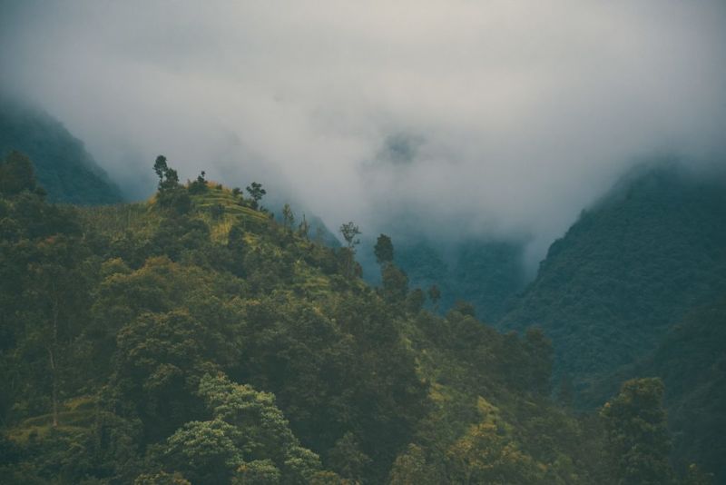 Annapurna trek route forest