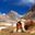 Pur. Yak in Himalayas